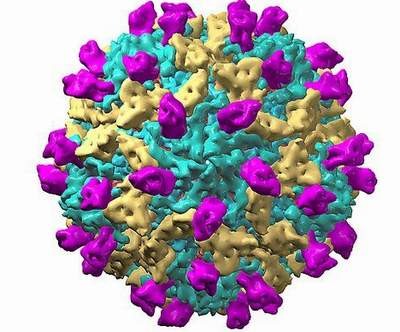 Cấu trúc virut Coxsackie B3.