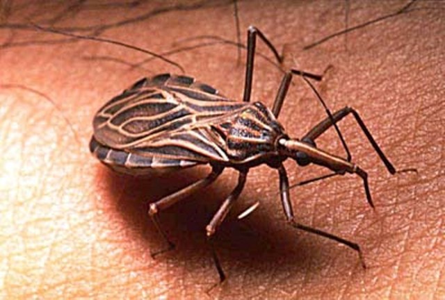 Bọ xít hút máu gây bệnh Chagas