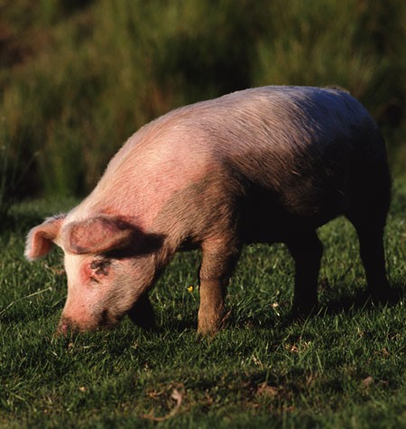 Mỡ lợn: Khác với suy nghĩ của nhiều người, mỡ lợn rất có lợi cho sự phát triển của não bộ, đặc biệt giúp cải thiện tâm trạng. Axit oleic trong mỡ lợn là loại chất béo không bão hòa đơn, có tác dụng giảm nhẹ nguy cơ mắc chứng trầm cảm. Ngoài ra, mỡ lợn chứa nhiều vitamin D, giúp đẩy lùi nguy cơ mắc chứng mất trí ở người lớn tuổi. Xem thêm: Phóng viên, BTV và MC thường dùng thực phẩm gì để giữ giọng?