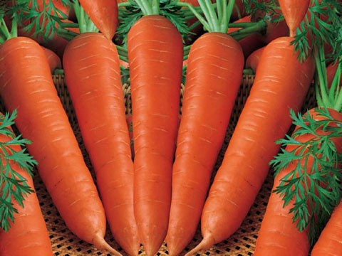 Cà rốt – Dinh dưỡng đặc biệt cho máu: Nhờ hàm lượng beta-carotene phong phú mà cà rốt được biết đến như một thực phẩm đem lại lợi ích tuyệt vời cho đôi mắt. Không chỉ vậy, beta-carotene còn là một chất dinh dưỡng đặc biệt rất có công hiệu trong việc bổ máu. Xem thêm: Những điều cần tránh trước giờ đi ngủ