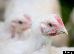 Loài gà mở ra hi vọng mới trong việc điều trị ung thư?
