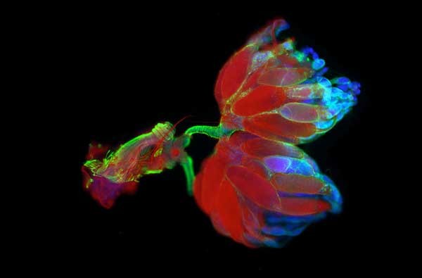 Buồng trứng và tử cung của ruồi giấm Drosophila khi nhìn dưới kính hiển vi huỳnh quang. Những quả trứng được kính hiển vi nhuộm màu đỏ. Bức hình được chụp bởi Gunnar Newquist, Đại học Nevada, Reno, Nevada, Mỹ.