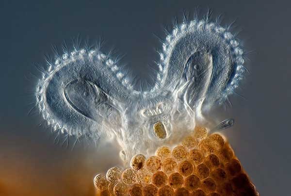 Loài Rotifer Floscularia tiêu hóa thức ăn. Những lông mao cho phép loài sinh vật này chụp lấy thức ăn và luân chuyển chúng vào bên trong cơ thể. Bức ảnh được Charles Krebs, Issaquah, Washington chụp.