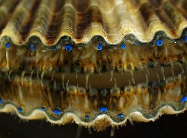 Mắt của loại sò Argopecten là những quả cầu màu xanh nằm ở phần miệng. Loài động vật này có tới 100 đôi mắt đơn và khá nhạy cảm với các tác động.