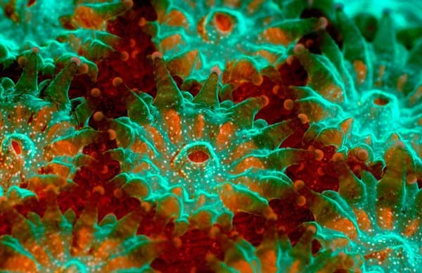 Hình ảnh loài san hô Montastraea do James Nicholson, Nam Carolina cung cấp.