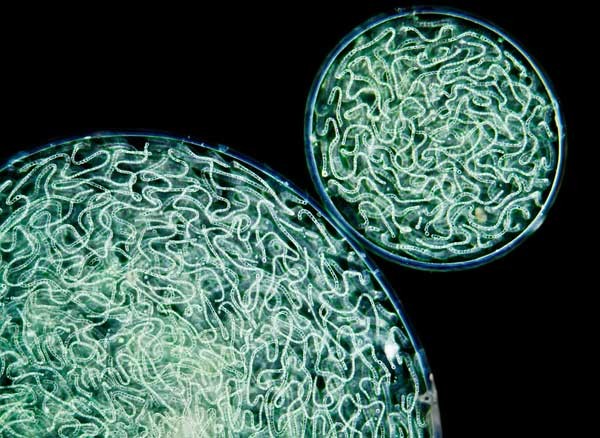 Quần thể tế bào tảo xanh được chụp bởi Gerd Guenther, Duesseldorf, Đức.