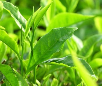 Trà xanh: Với hàm lượng flavonoid (chất chống ôxy hóa) phong phú trong lá trà, trà xanh góp phần giảm nguy cơ loãng xương.