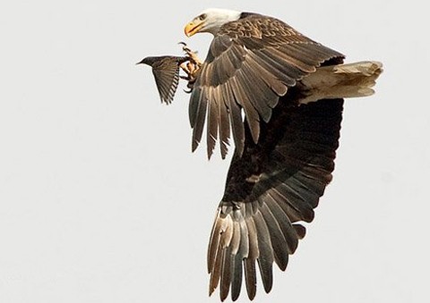 Đại bàng bắt sáo trên không trung tại bang Colorado, Mỹ. Ảnh: Solent News.