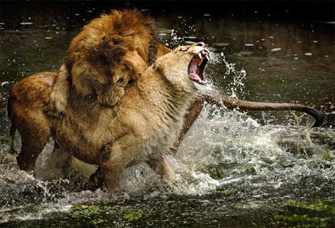 Hai con sư tử đánh nhau trong vườn thú Madrid tại Tây Ban Nha. Ảnh: Exclusivepix.