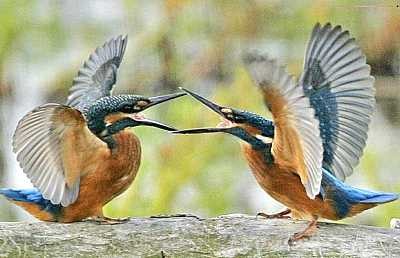 Hai chú chim bói cá đánh nhau vì thức ăn tại khu bảo tồn động vật Strumpshaw, Norfolk, Anh. Ảnh: NS