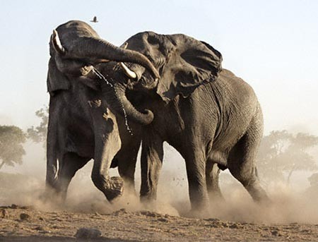 Hai con voi đực mới lớn đánh nhau để tranh giành bạn tình. Ảnh Newscientist/CSV