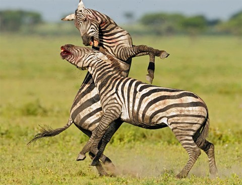 Hai con ngựa vằn đực đánh nhau để tranh giành vị trí đầu đàn tại Tanzania. Cuộc chiến diễn ra khá ác liệt trong vài giờ và máu chảy ra từ miệng một con tại thời điểm bức ảnh được chụp. Ảnh: SOLENT.