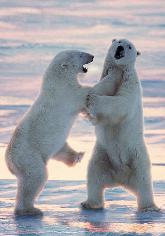 Gấu Bắc Cực chiến đấu với đồng loại ở Manitoba, Canada. Ảnh: BĐVN