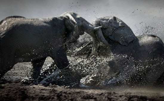 Voi đánh nhau trong đầm lầy ở Botswana.Ảnh: BĐVN