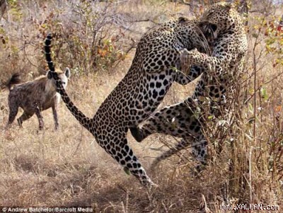 Hai con báo đánh nhau dữ dội để giành chủ quyền, ảnh do nhiếp ảnh gia về động vật hoang dã Andrew Batchelor chụp.