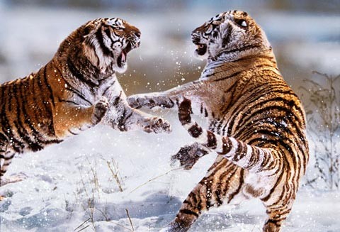 Hai con hổ Mãn Châu giao chiến tại Trung Quốc. Loài hổ này còn được gọi là hổ Siberia, hổ Amur, hổ Ussuri.
