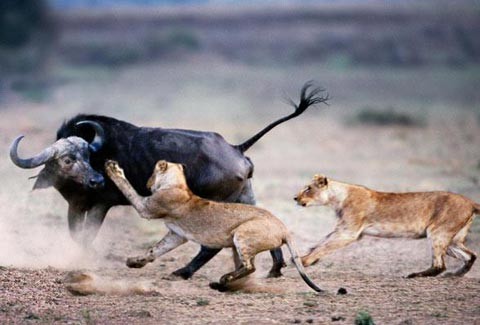Sư tử tấn công trâu rừng trong khu bảo tồn Masai Mara, Kenya.