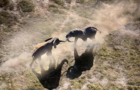 Cuộc chiến của voi trong công viên quốc gia Amboseli của Kenya.