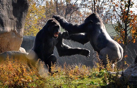 Hai con khỉ đột đánh nhau để giành vị trí đầu đàn trong vườn thú Detroit, thành phố Detroit, Mỹ. Ảnh: SWNS. (VNE)