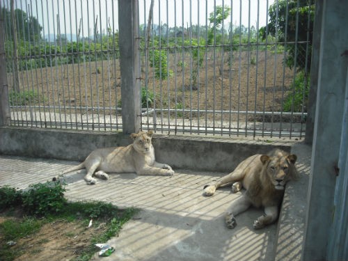 Cặp sư tử này cũng đã sản sinh ra một chú sư tử con