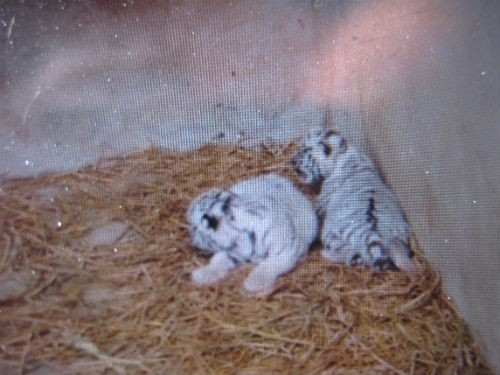 Trước đó, con hổ trắng cũng đã đẻ ra một cặp. Hiện 2 con hổ con này đang phát triển tốt