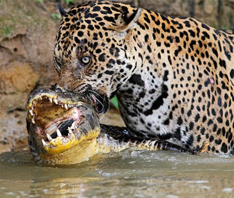 Cá sấu quyết chiến với báo đốm dưới một dòng sông tại vùng Pantanal, Brazil .