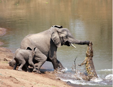 Voi bị cá sấu tấn công khi uống nước trong công viên quốc gia South Luangwa tại Zambia. Ảnh: Barcroft.