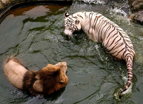 Sư tử và hổ trắng đánh nhau dưới nước.