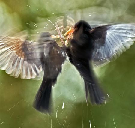Cuộc chiến sinh tử của hai con chim hét, tác giả bức ảnh: David Slater