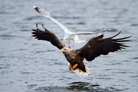 Trận chiến khốc liệt tranh giành miếng mồi của hai con vật giữa biển cả ở vùng vịnh hẹp Na Uy. Ảnh Paul Beastall