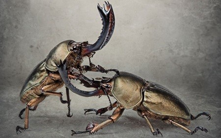 Hai chú bọ hung Papuan Stag đực trong trận chiến tranh giành 'người đẹp'.