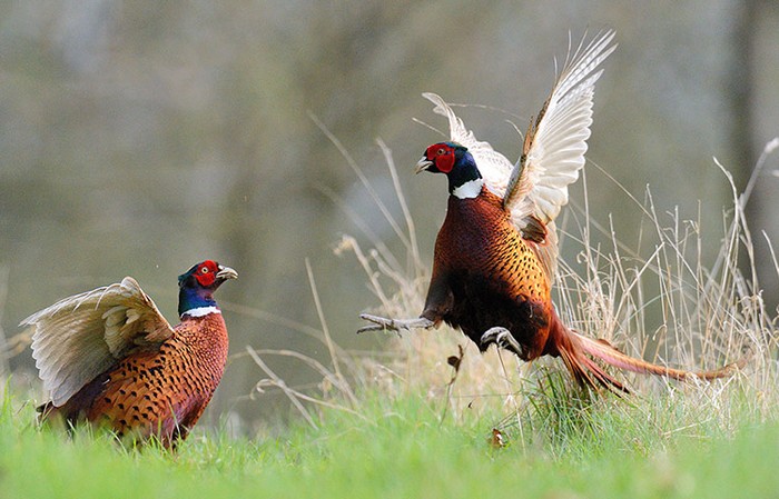 Cuộc chiến giành lãnh địa kiếm ăn và bạn tình của 2 con gà lôi ở một nông trại tại Hertfordshire (Anh).