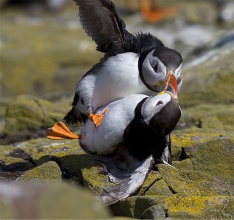Hai con chim hải âu rụt cổ đánh nhau trên một đảo thuộc quần đảo Farne của Anh. Ảnh: Rex Features.