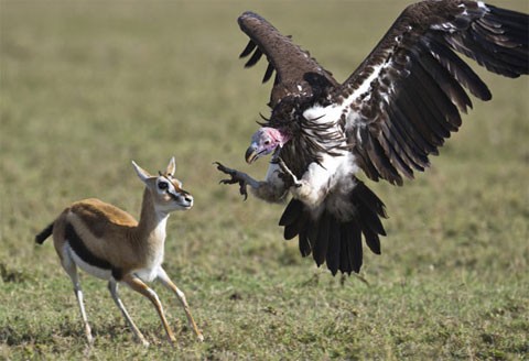 Con nai mẹ cố gắng bảo vệ đứa con trước sự nhòm ngó của đàn chim kền kền trong khu bảo tồn Masai Mara tại Kenya. Ảnh: Rex Features.