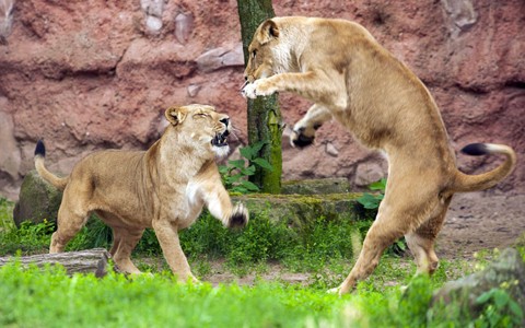 Hai con sư tử đánh nhau trong vườn thú thành phố Hanover, Đức.
