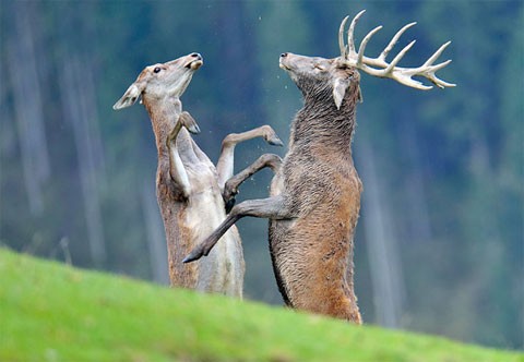 Hai con nai đánh nhau trong khu bảo tồn tại Aurach, Áo. Ảnh: AP.
