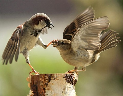Pha khóa mỏ đối thủ bằng chân của một con chim sẻ đực trong cuộc chiến giành thức ăn tại Thụy Sĩ. Ảnh: Barcroft.