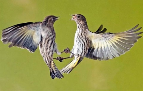 Hai con chim giao chiến trong một vườn tại British Columbia, Canada. Ảnh: BNPS.