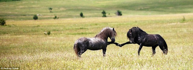 Trước khi vào trận giao đấu các chú ngựa rất tôn trọng đối thủ bằng cách "bắt tay" nhau.