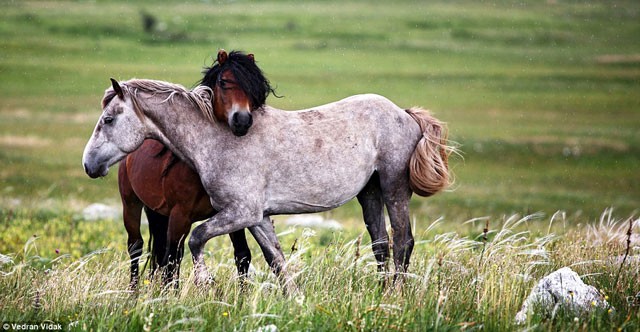 Mới đầu cả hai con ngựa chưa tỏ rõ sức mạnh của mình mà chỉ có những động tác thăm dò đối thủ rất khôn khéo.