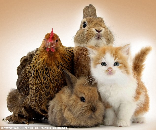 Gà, mèo và thỏ cùng chung một tổ.