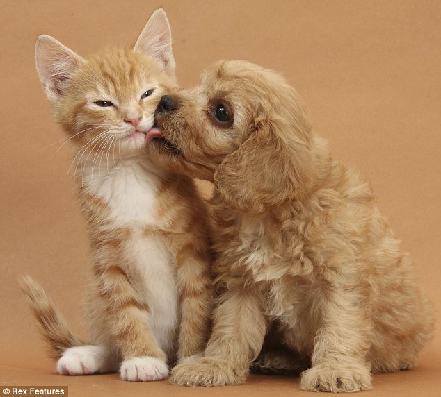Chó mèo âu yếm nhau rất tình cảm.