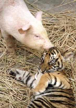 Lợn con và hổ con tự chăm sóc cho nhau.