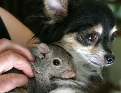 Chó và sóc tưởng chừng là "kẻ thù" của nhau, ấy vậy mà hai loài vật này vẫn nằm chung ổ.