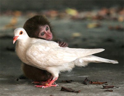 Khỉ và bồ câu có phải là một "cặp đôi hoàn hảo".