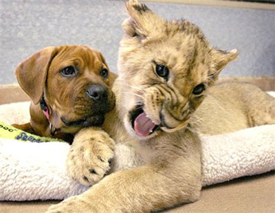 Sư tử và cún con.