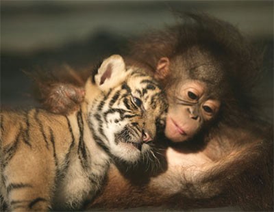 Khỉ và hổ cùng ôm nhau ngủ.