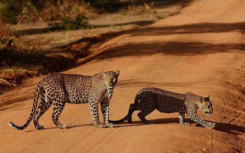 Những con báo đi qua một con đường đất dẫn tới Vườn quốc gia Yala ở Sri Lanka