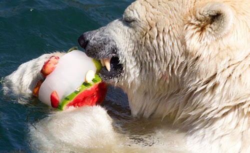 Gấu Bắc cực ăn hoa quả ướp đá trong một một vườn thú ở Hanover, Đức