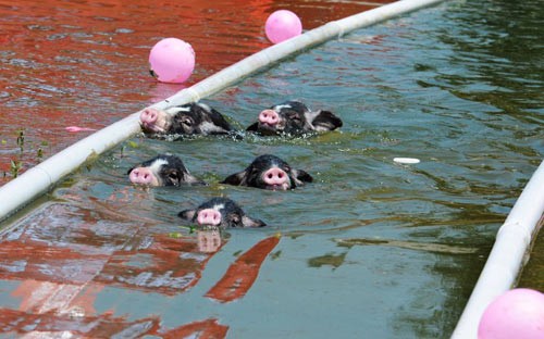 Những chú lợn tham gia một cuộc thi bơi ở tình Hồ Nam (Trung Quốc), nhằm hưởng sự kiện Olympic London 2012